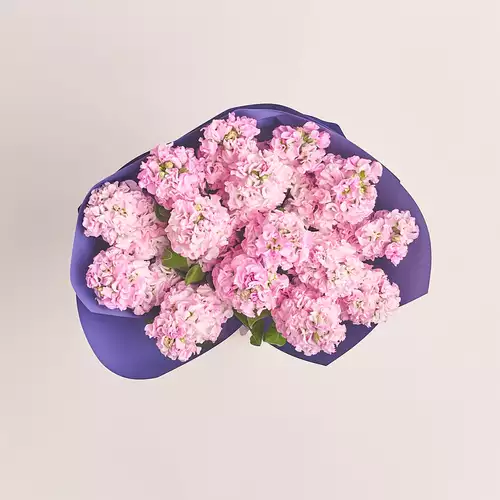 Зображення товару Букет 15 Рожевих Матіол, пакування: Градієнт фіолетовий, артикул: 3150