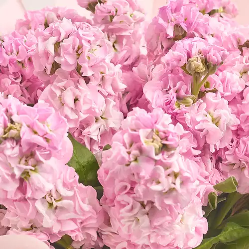 Зображення товару Букет 15 Рожевих Матіол, пакування: Градієнт фіолетовий, артикул: 3150