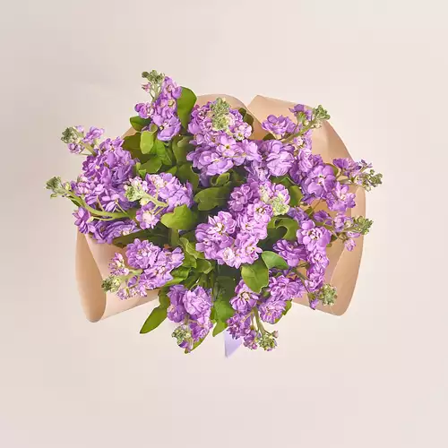 Product image Bouquet 15 Violet Matthiolus, packaging: Kafin cream, vendor code: 3151