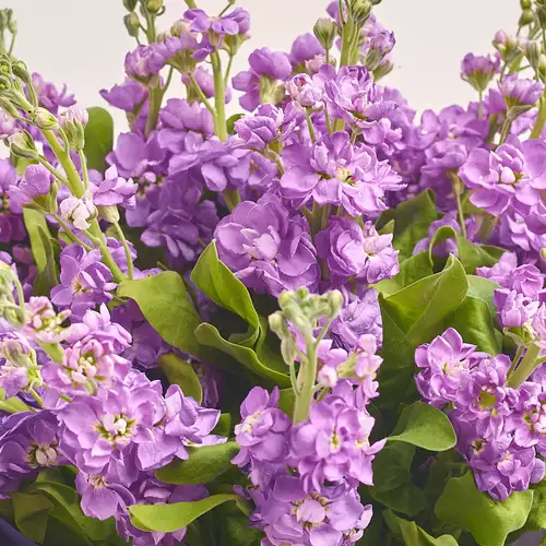 Product image Bouquet 15 Violet Matthiolus, packaging: Kafin cream, vendor code: 3151