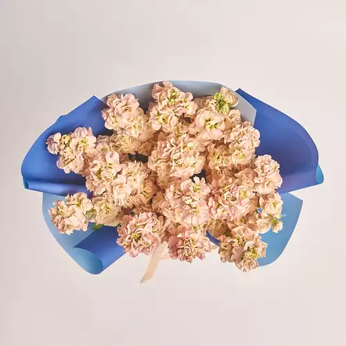 Изображение товара Букет 15 Кремовых Маттиол, упаковка: Градиент синий, артикул: 3152