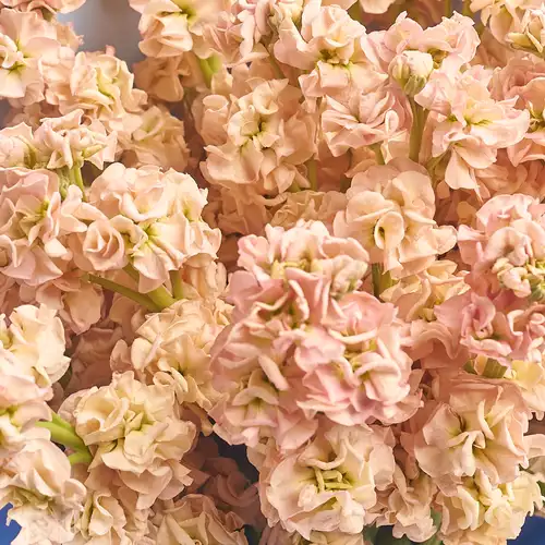 Изображение товара Букет 15 Кремовых Маттиол, упаковка: Градиент синий, артикул: 3152