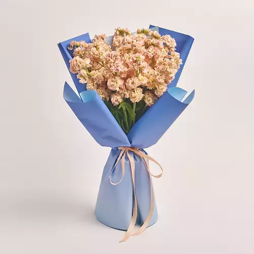 Product image Bouquet 15 Cream Matthiolus, packaging: Gradiens blue, vendor code: 3152