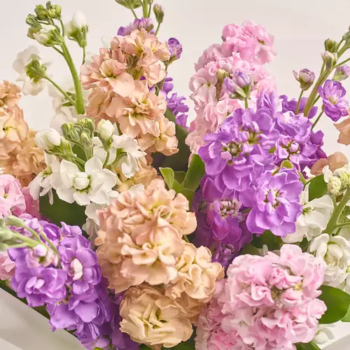 Product image Bouquet 15 Matthiolus Mix, packaging: Transparent, vendor code: 3153