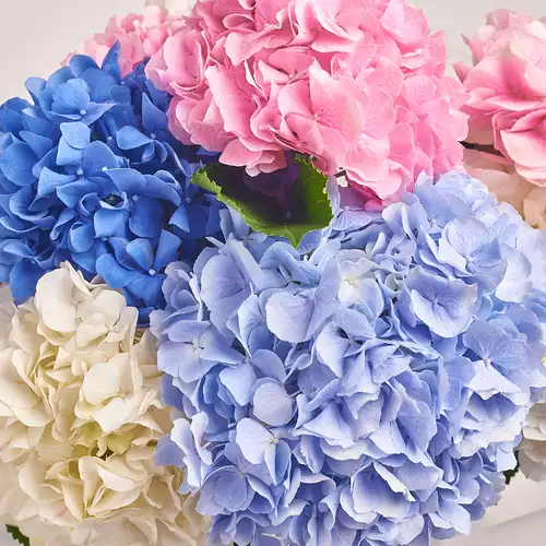 Product image Bouquet of 9 Hydrangeas Mix, packaging: Composite light pink, vendor code: 3154