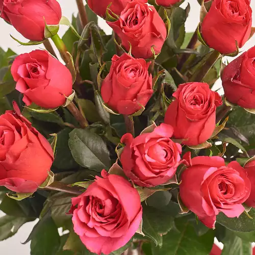 Product image Bouquet of 25 Roses Cherie O, packaging: Kafin cream, vendor code: 3156