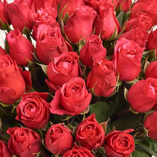 Product image Bouquet of 51 Roses Cherie O, packaging: Transparent, vendor code: 3157