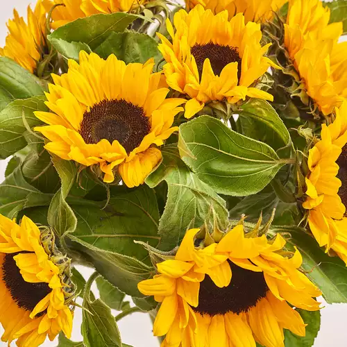 Изображение товара Букет 9 Подсолнухов, упаковка: Серая, артикул: 3158