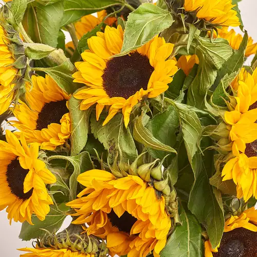 Product image Bouquet of 25 Sunflowers, packaging: Green, vendor code: 3159