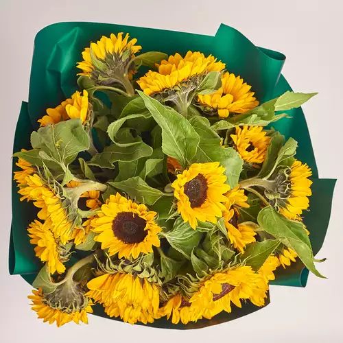 Product image Bouquet of 25 Sunflowers, packaging: Green, vendor code: 3159