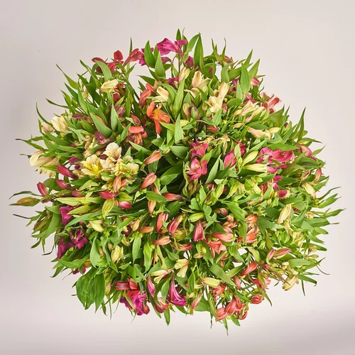 Product image Bouquet 51 Alstroemeria Mix, packaging: Kafin rust, vendor code: 3160