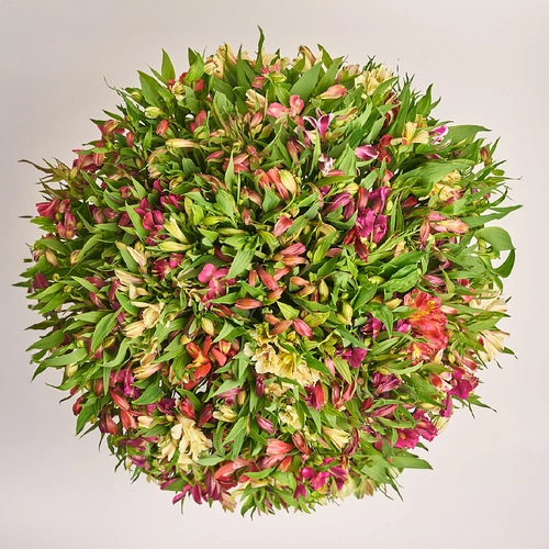 Product image Bouquet 101 Alstroemeria Mix, packaging: Kafin cream, vendor code: 3161