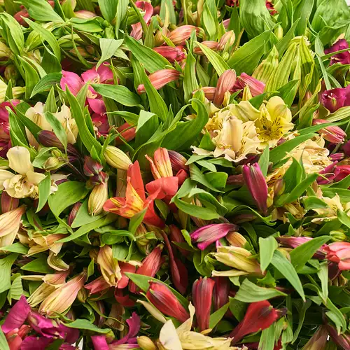 Product image Bouquet 101 Alstroemeria Mix, packaging: Kafin cream, vendor code: 3161