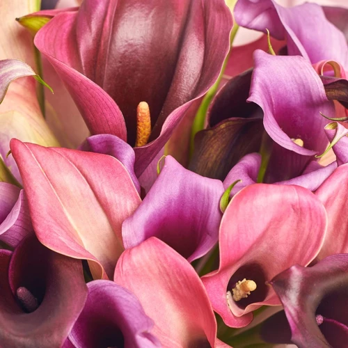 Product image Bouquet of 25 Callas Мix, packaging: Purple, SKU: 3166