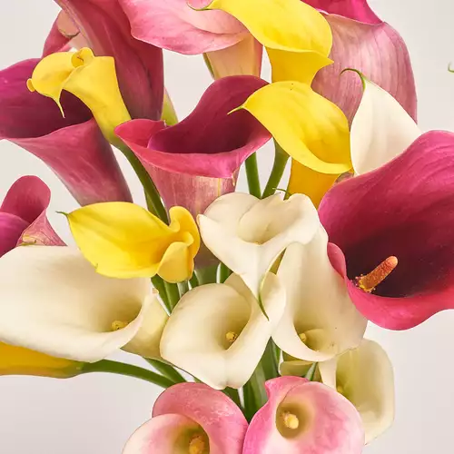 Product image Bouquet of 25 Callas mix, packaging: Composite light pink, vendor code: 3166