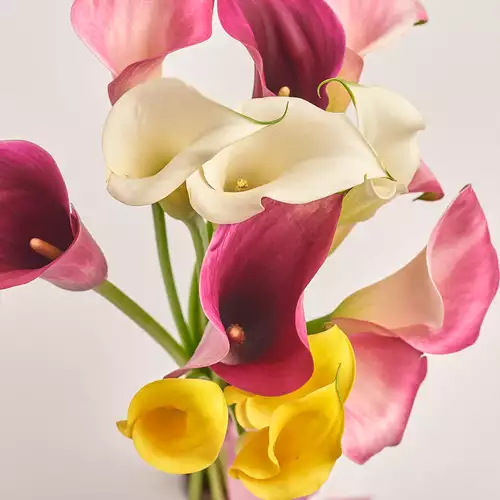 Изображение товара Букет 15 Калл микс, упаковка: Белая, артикул: 3167