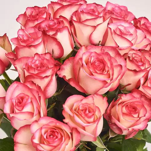 Зображення товару Букет 19 троянд Палома, пакування: Кафін лососевий, артикул: 3169