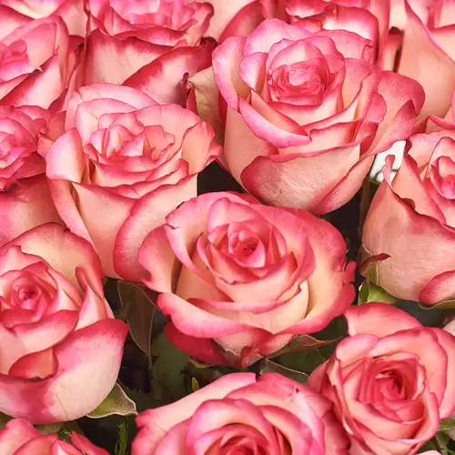 Product image Bouquet of 25 Roses Paloma, packaging: 
Graphite, vendor code: 3170