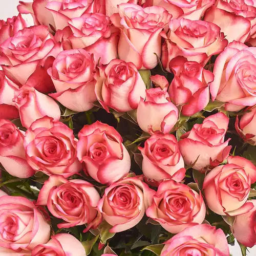 Product image Bouquet of 51 Roses Paloma, packaging: Gradiens pink, vendor code: 3171