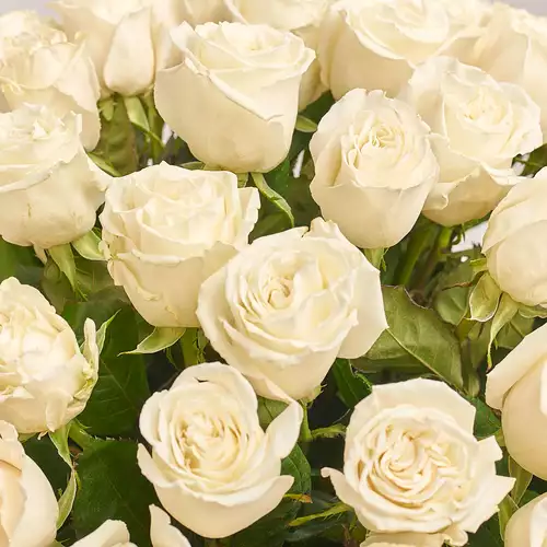 Product image Bouquet of 25 Roses Playa Blanca, packaging: Composite light pink, vendor code: 3172