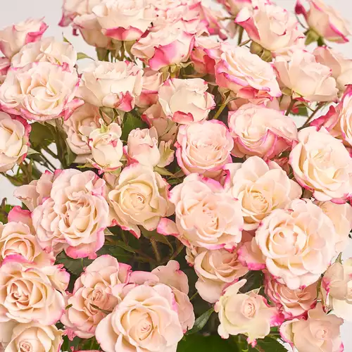 Product image Bouquet of 15 Reflex Spray Roses, packaging: Gradiens blue, vendor code: 3174