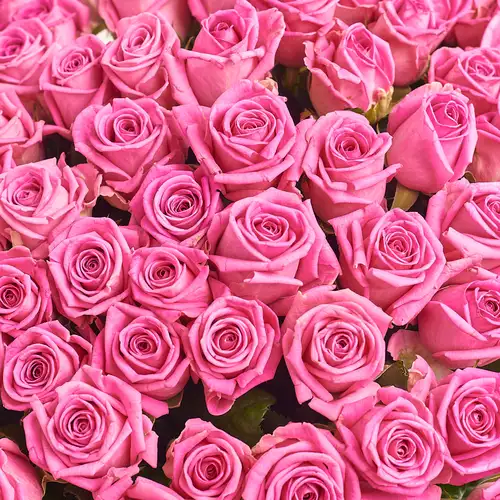 Product image Bouquet of 101 Roses Aqua, packaging: Kafin cream, vendor code: 3180