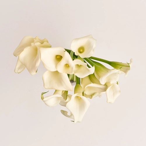 Product image Bouquet of 19 white Callas, packaging: Without packaging, vendor code: 3182
