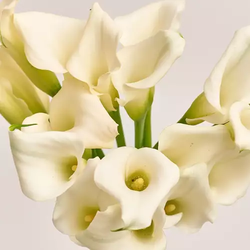 Product image Bouquet of 19 white Callas, packaging: Without packaging, vendor code: 3182