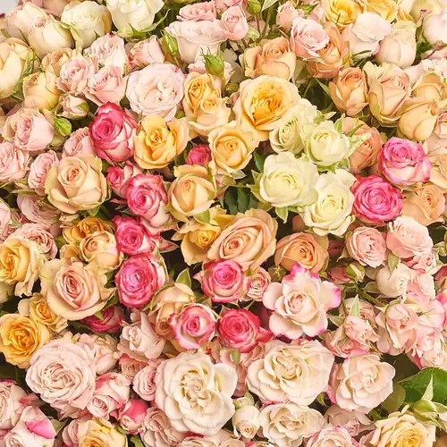 Product image Bouquet of 101 spray Roses mix, packaging: Composite light pink, vendor code: 3183