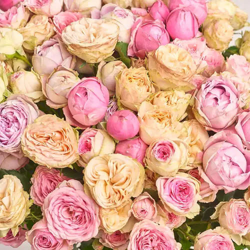 Product image Bouquet of 25 peony Roses spray mix, packaging: Gradiens violet, vendor code: 3187