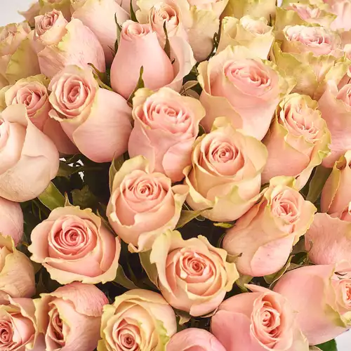 Product image Bouquet of 51 Roses Frutetto, packaging: White, vendor code: 3189