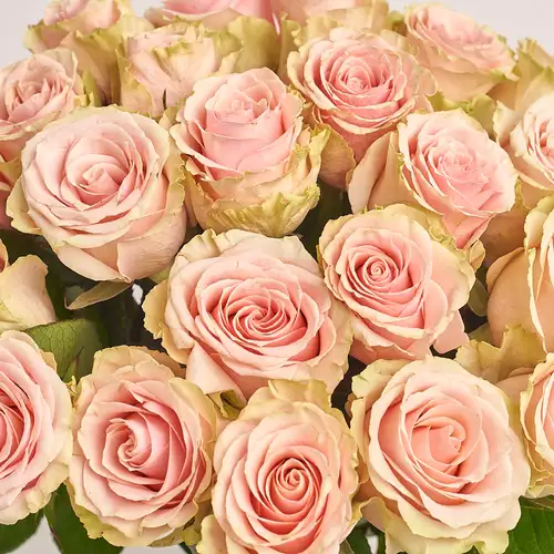 Product image Bouquet of 25 Roses Frutetto, packaging: Transparent, vendor code: 3190