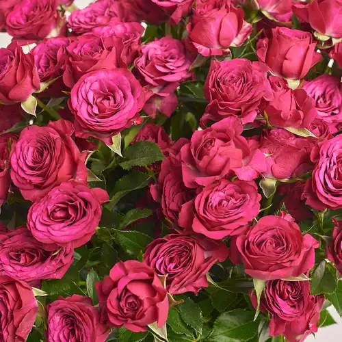 Product image Bouquet of 15 Roses spray Cheyenne, packaging: Gradiens violet, vendor code: 3192