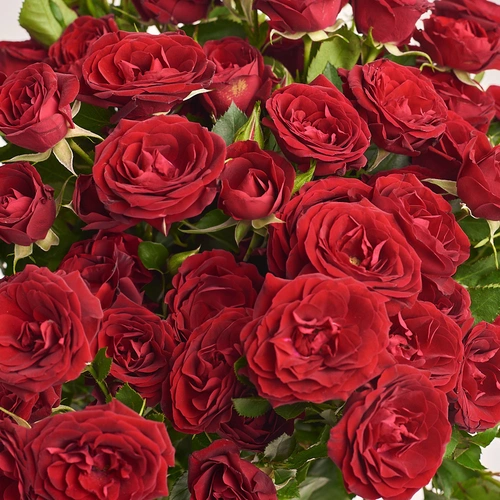 Product image Bouquet of 15  Red Roses Spray, packaging: White, vendor code: 3193