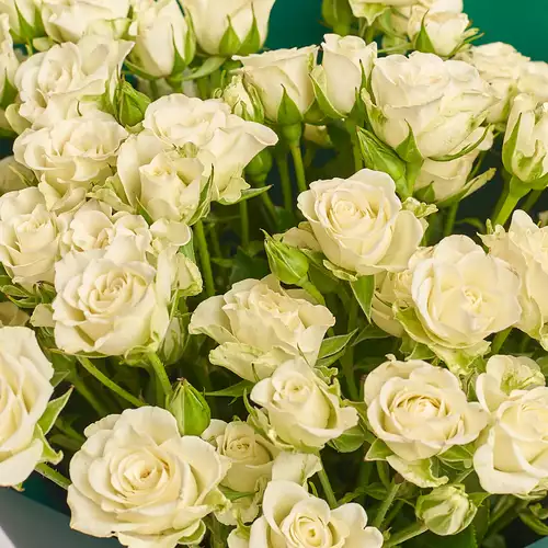 Product image Bouquet of 15  White Roses Spray, packaging: Gradiens tiffany, vendor code: 3194