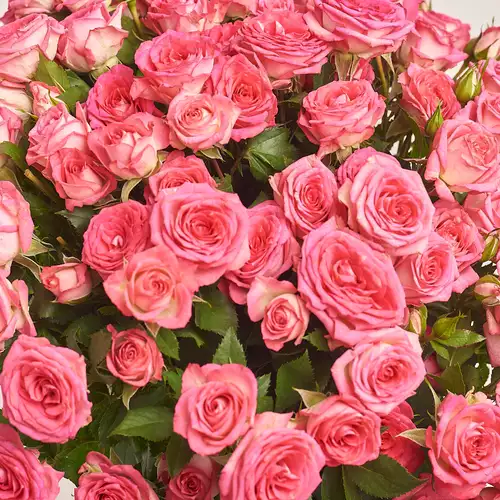 Product image Bouquet of 15 Pink Roses Spray, packaging: Gradiens blue, vendor code: 3195
