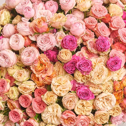 Product image Bouquet of 101 peony Roses spray mix, packaging: Without packaging, vendor code: 3197