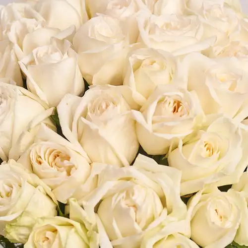 Product image Bouquet of 51 Roses White O'Hara, packaging: Coral, vendor code: 3198