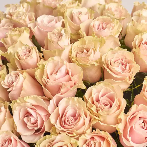 Product image Bouquet of 51 Roses Pink Mondial, packaging: Coral, vendor code: 3200