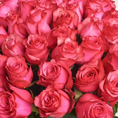 Product image Bouquet of 51 Ruspberry Roses, packaging: Gradiens blue, vendor code: 3202