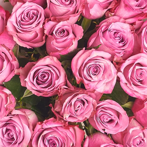 Product image Bouquet of 25 Purple Roses, packaging: Gradiens light blue, vendor code: 3205