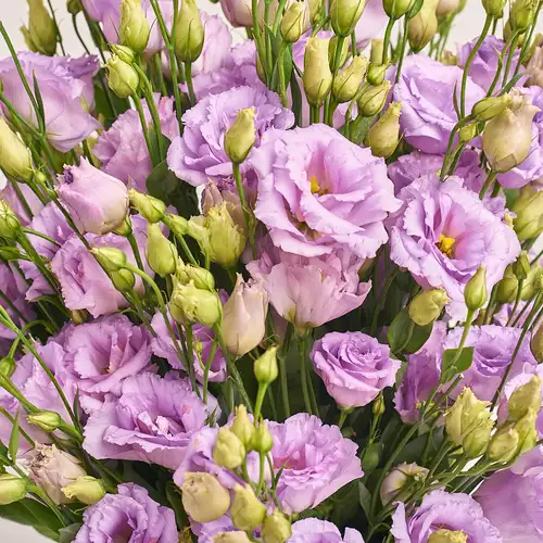 Product image Bouquet of 25 Lavender Eustomas, packaging: Gradiens violet, vendor code: 3207