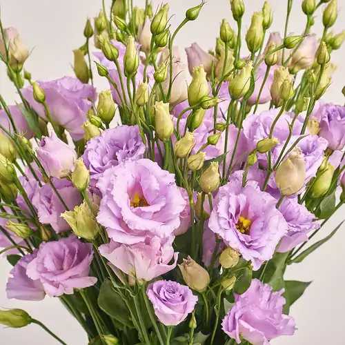Product image Bouquet of 15 Lavender Eustomas, packaging: Purple, vendor code: 3208