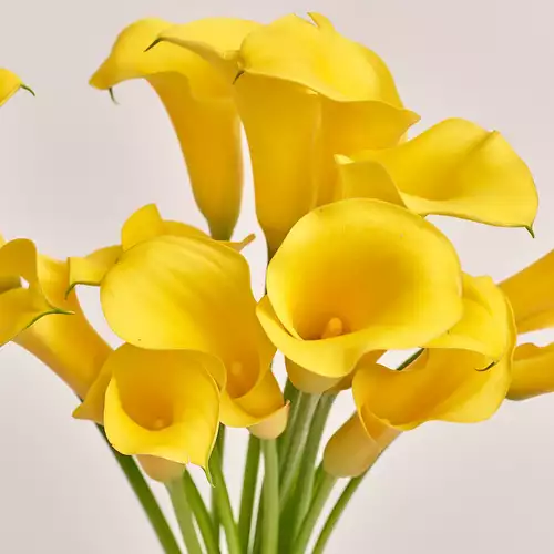 Product image Bouquet of 15 Yellow Callas, packaging: Gray, vendor code: 3209