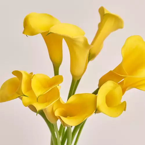 Product image Bouquet of 11 Yellow Callas, packaging: Gradiens violet, vendor code: 3210