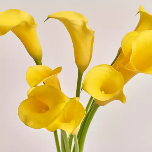 Product image Bouquet of 9 Yellow Callas, packaging: Gradiens tiffany, vendor code: 3211