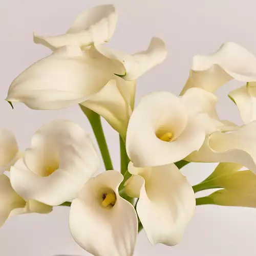 Product image Bouquet of 15 white Callas, packaging: Gradiens blue, vendor code: 3212
