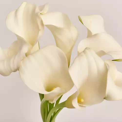 Product image Bouquet of  9 white Callas, packaging: Transparent, vendor code: 3213