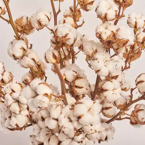 Product image Bouquet of 9 Cotton branches, packaging: Red, vendor code: 3214