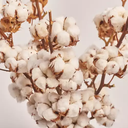 Product image Bouquet of 5 Cotton branches, packaging: Сraft, vendor code: 3215